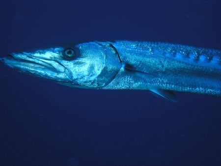 Too close for comfort. Taken in Cozumel Feb 2005 by Mike Loizos 