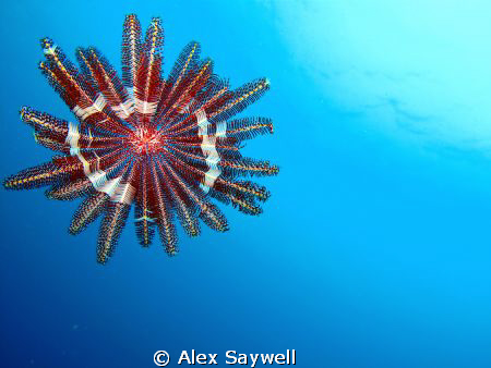 Flying Star by Alex Saywell 
