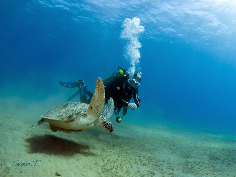 Green turtle and Jean Claude, nice dive by Sven Tramaux 