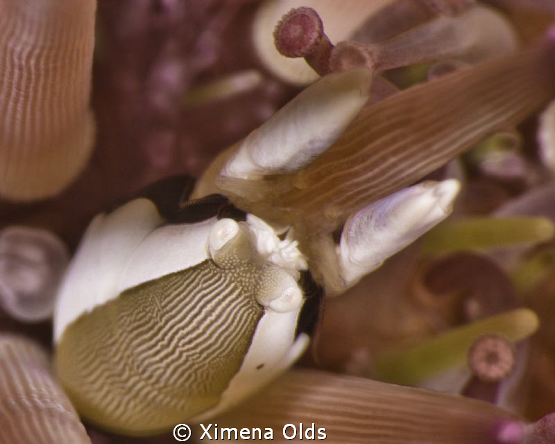 Cute crabby on Sea Urchin. Nikon D7000 105 mm VR Ikelite ... by Ximena Olds 