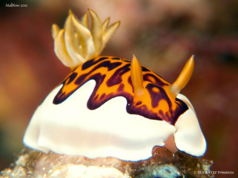 Chromodoris gleniei. by Bea & Stef Primatesta 