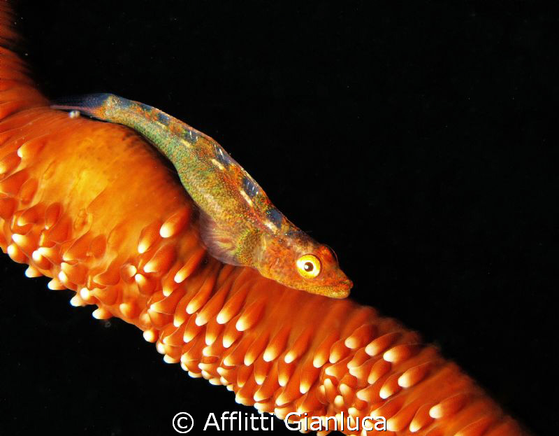 little coral fish by Afflitti Gianluca 