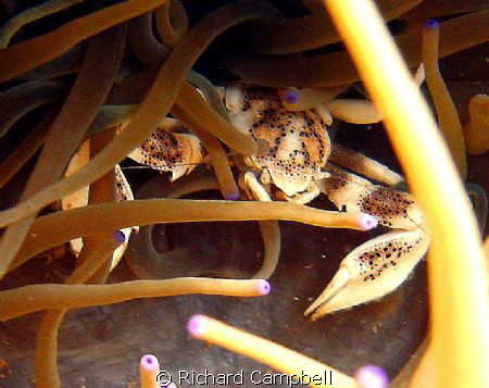 SEALIFE DC1000 by Richard Campbell 