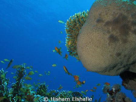 Redsea, Egypt, Marin life by Hisham Elshafie 