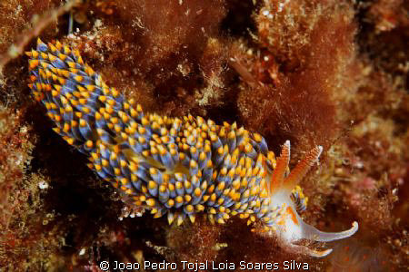 Berghia coerulescens trying to stay unnoticed. Shot using... by Joao Pedro Tojal Loia Soares Silva 