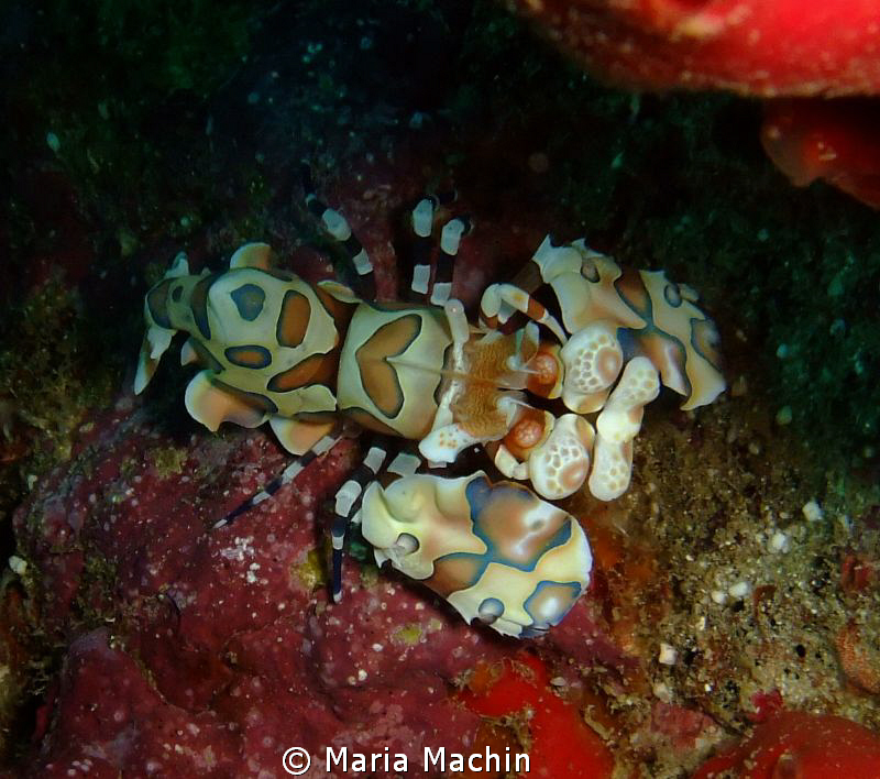 Richileui Rock, there were a pair of these splendid fello... by Maria Machin 