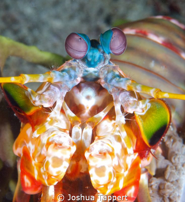 Mantis Shrimp by Joshua Tappert 