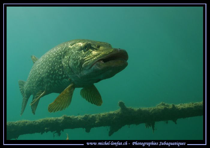 This one was really Big.... probably one meter or more...... by Michel Lonfat 