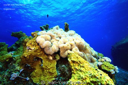 Balaclava Mauritius at 7 metres  Dslr Eos 7d Canon,Jean-Y... by Jean-Yves Bignoux 