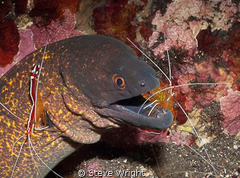 shot taken at cleaning station Tulumben, Bali by Steve Wright 