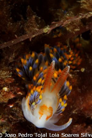 Berghia coerulescens shot aprox. 10m deep using a Canon E... by Joao Pedro Tojal Loia Soares Silva 