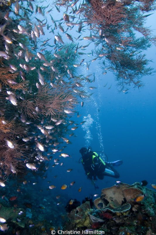 Diver on the Reef by Christine Hamilton 