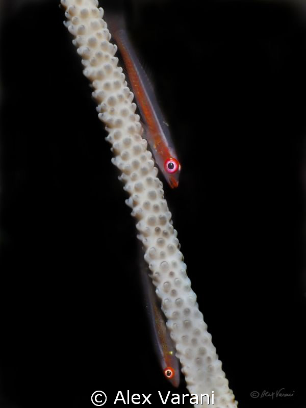 Two gobies..alone in the dark by Alex Varani 