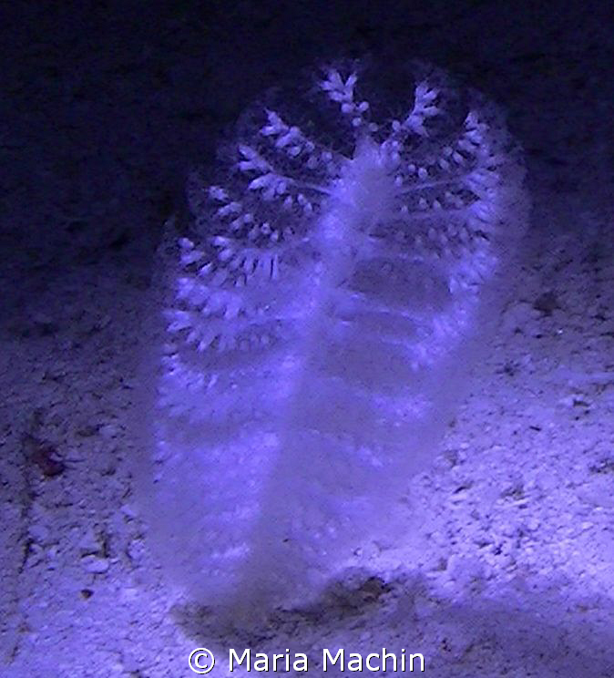 Soft as a feather, Night shot on North Reef Marsa Shagra by Maria Machin 