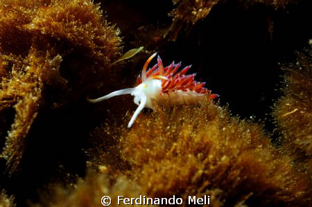 Cratena peregrina by Ferdinando Meli 