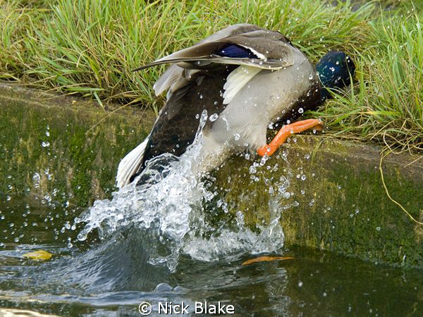 Whilst testing a new zoom lens out at Bosham, Chichester ... by Nick Blake 