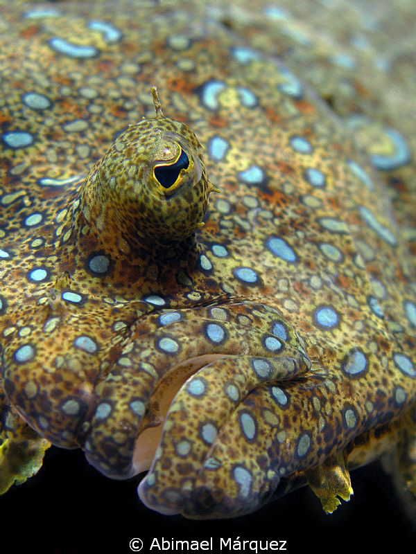 Face to face with a flounder by Abimael Márquez 