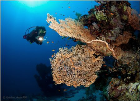 -sea fans- (Subergorgia mollis) by Reinhard Arndt 