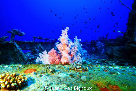 Mauritius Wreck Dive ,Artificial reef by Jean-Yves Bignoux 