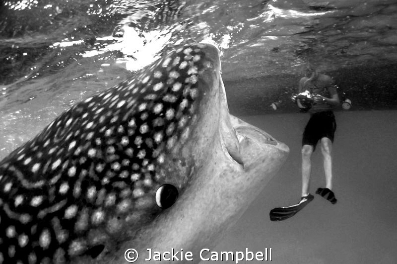 Gulp !!
Don't worry....no touching :) This is one of the... by Jackie Campbell 