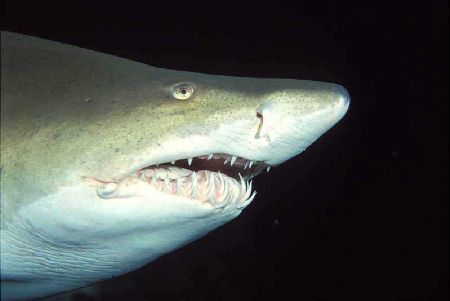 Sharkface by Lars Laursen 