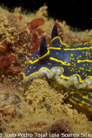 Hypselodoris picta shot 12m deep in Algarve using a Canon... by Joao Pedro Tojal Loia Soares Silva 