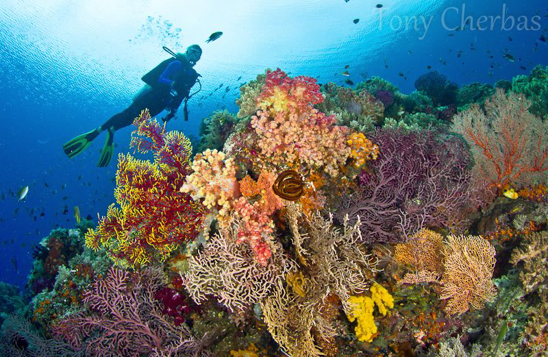 Color Eruption or Frozen Explosion or Reef Bleeding Life ... by Tony Cherbas 