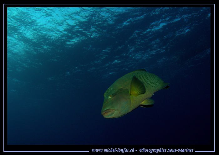 Elphinstone... :O)... by Michel Lonfat 