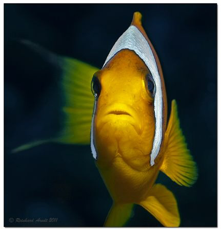 -here I am-
Twoband Anemonefish by Reinhard Arndt 