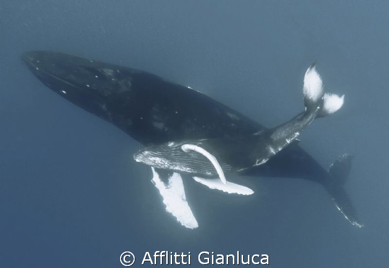 adult.........and  small by Afflitti Gianluca 