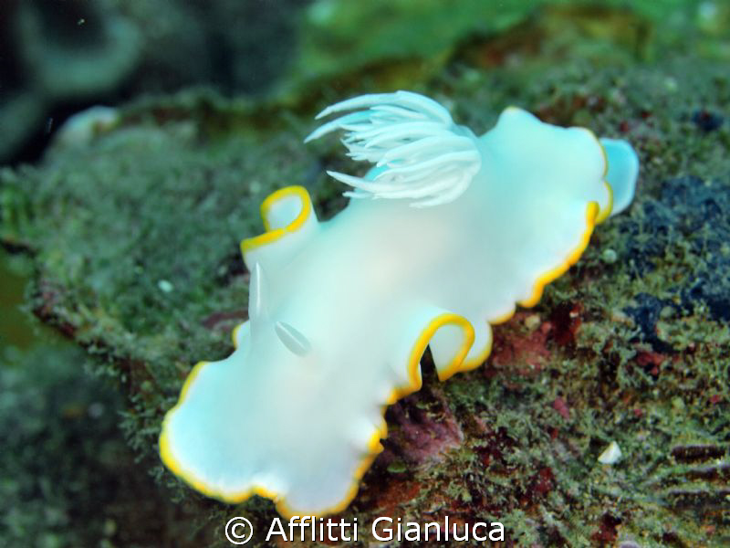 white nudibranchia by Afflitti Gianluca 