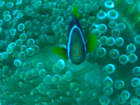 Taken at Pulau Perhentian, West Malaysia by Dennis Siau 