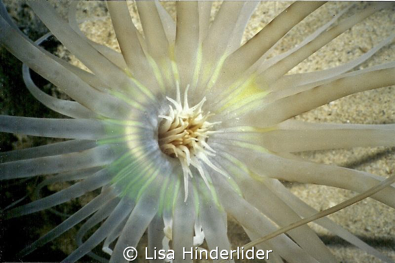 Looking down onto a sand anemone- a sunburst at night! by Lisa Hinderlider 