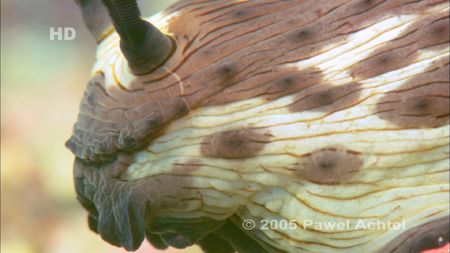 Taken in Raja Ampat Islands, Western Papua, with Sony HDCAM. by Pawel Achtel 