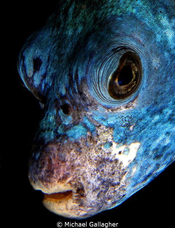 Puff Daddy in the Red Sea... by Michael Gallagher 