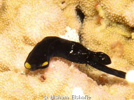 Black Nudibranchia by Hisham Elshafie 