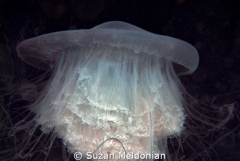 Cinderella's Dress. by Suzan Meldonian 
