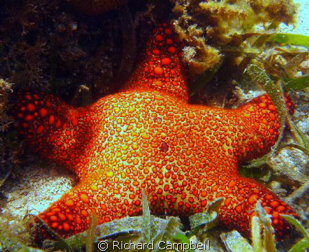 Sealife  DC 1000... by Richard Campbell 