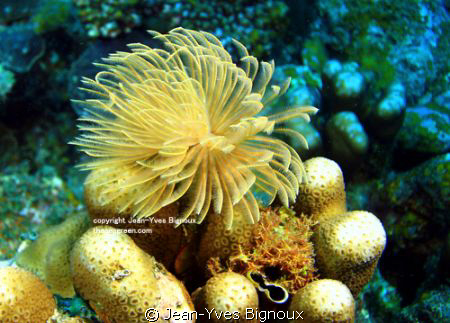 Tubeworm Mauritius ,Jean-Yves Bignoux,Pointe aux Piment by Jean-Yves Bignoux 