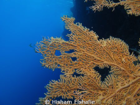 fan Corols by Hisham Elshafie 