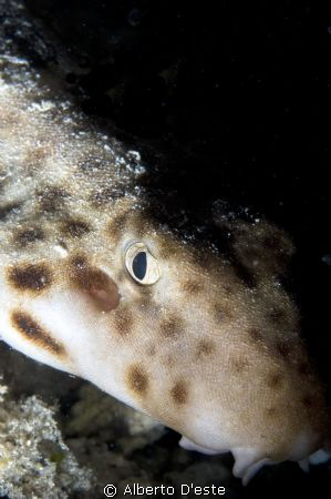 Walking Shark in Night dive - Nikon D300, Ikelite DS160, ... by Alberto D'este 