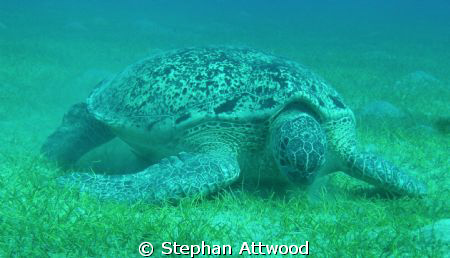 Turtle having lunch by Stephan Attwood 