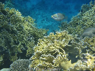 coral &Arabian Picassofish-sharm El_shaikh by Yakout Hegazy 