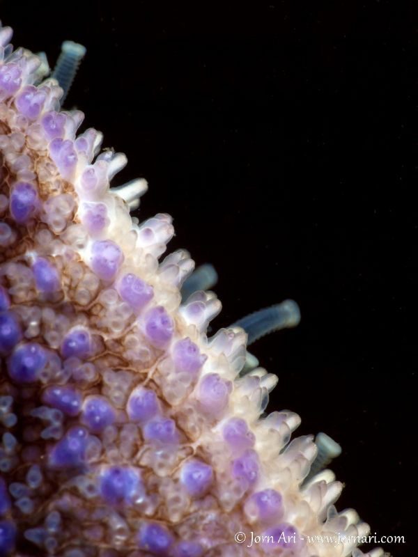 Starfish seen through a 105mm lens mounted with a +10 dio... by Jorn Ari 