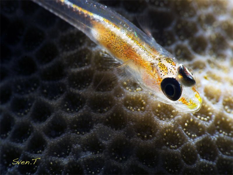 Coral goby by Sven Tramaux 
