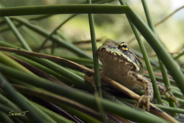 Frog.. by Sven Tramaux 