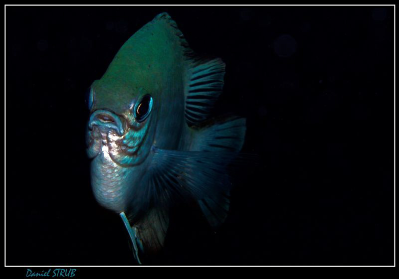 Whitebelly damsel :-D by Daniel Strub 