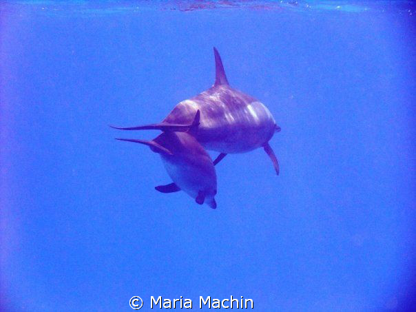 A snorkelling delight, morning on Shagra Reef. by Maria Machin 