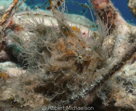Striated frog fish near Oil Sick Bonaire.Rare event for B... by Robert Michaelson 