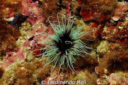 Cerianthus membranaceus by Ferdinando Meli 